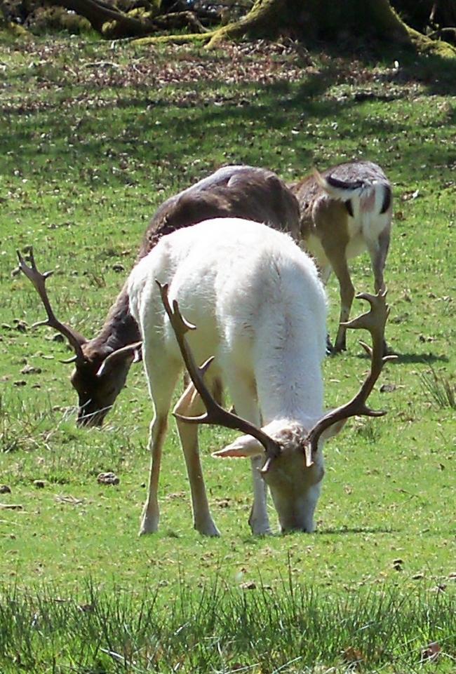 White Hart cropped